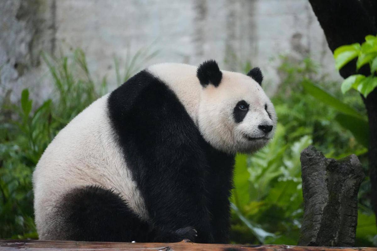 ilustrasi panda (pexels.com/Snow Chang)